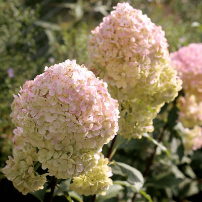 Гортензия метельчатая Магикал Свит Саммер Гортензия метельчатая Магикал Свит Саммер фото