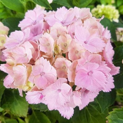 Гортензия крупнолистная Пинк Сенсейшн, С2 - Dolina-Sad.Ru