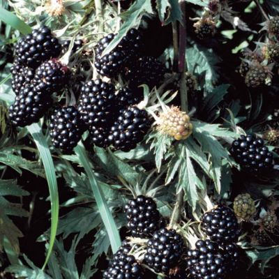 Ежевика Орегон Ежевика Орегон фото