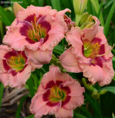 Лилейник Джаст Май Сайз фото