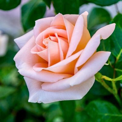 Роза Панама Роза Панама - Dolina-Sad.Ru