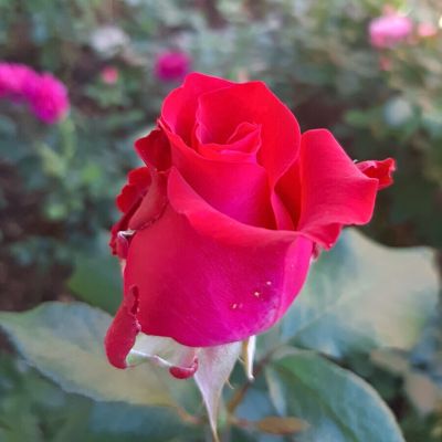 Роза Эскалибур - Dolina-Sad.Ru