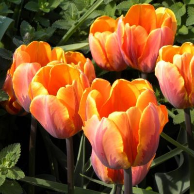 Тюльпан Джолли Принцесс фото