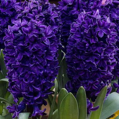 Гиацинт Питер Стивенсон Гиацинт Питер Стивенсон фото