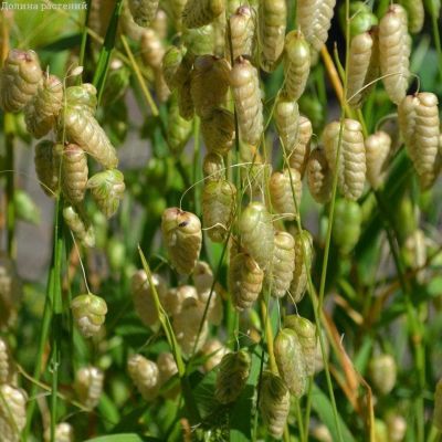 Бриза трясунка Амазонка Бриза трясунка Амазонка фото