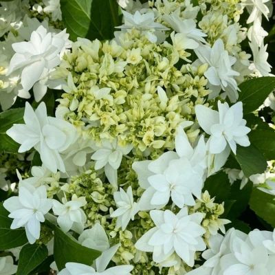 Гортензия крупнолистная Финия, С2 - Dolina-Sad.Ru