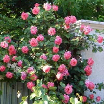 Роза Рамира Роза Рамира - Dolina-Sad.Ru