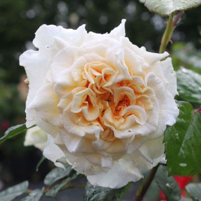 Роза Комтесса фото