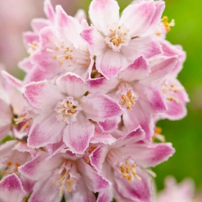 Дейция Распберри Сандей Дейция Распберри Сандей - Dolina-Sad.Ru