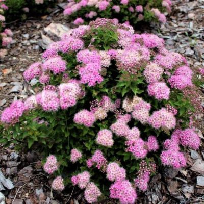 Спирея японская Дварфт фото