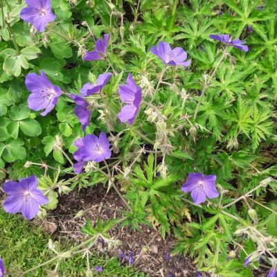 Герань Спинерс - Dolina-Sad.Ru