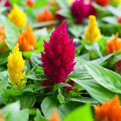 Целозия перистая Лиллипут микс фото