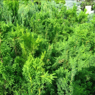 Кипарисовик туполистный Драт фото