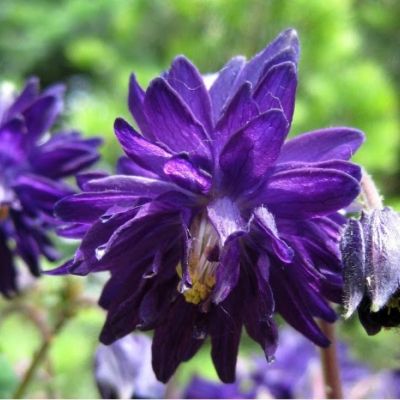 Аквилегия махровая Блу Барлоу Аквилегия махровая Блу Барлоу - Dolina-Sad.Ru