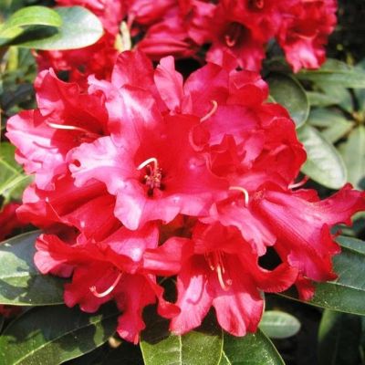 Рододендрон Бенгал Рододендрон Бенгал фото