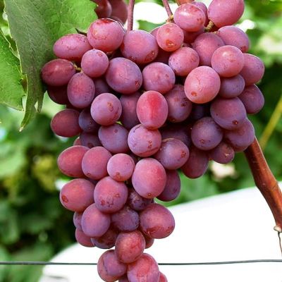 Виноград Лепсна Виноград Лепсна фото