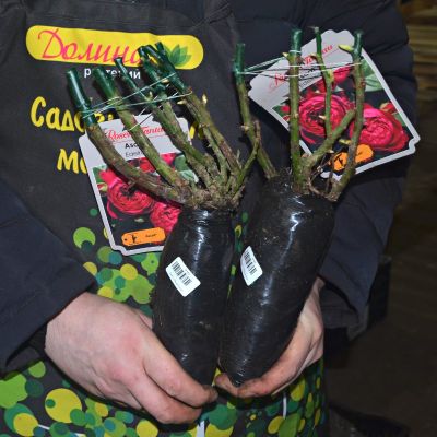 Роза Аскот Роза Аскот фото