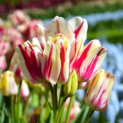 Тюльпан Флеминг Клаб фото