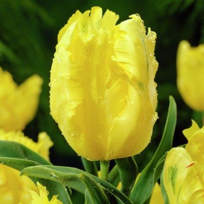 Тюльпан Йокко Пэррот Тюльпан Йокко Пэррот фото