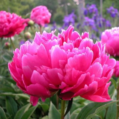 Пион Генерал Мак Магон/Августин д'Ур Пион Генерал Мак Магон/Августин д'Ур фото