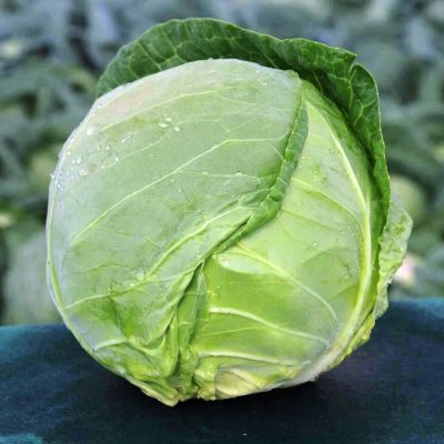 Капуста белокоч. Тиара F1 ранняя (Голландия) Капуста белокоч. Тиара F1 ранняя (Голландия) фото