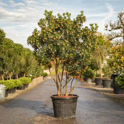 Земляничное дерево Компакта - Dolina-Sad.Ru