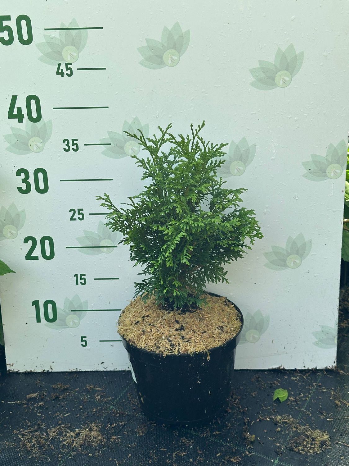 Туя западная Холмструп, С2 - Dolina-Sad.Ru