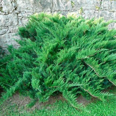 Можжевельник казацкий Там Но Блайт Можжевельник казацкий Там Но Блайт - Dolina-Sad.Ru