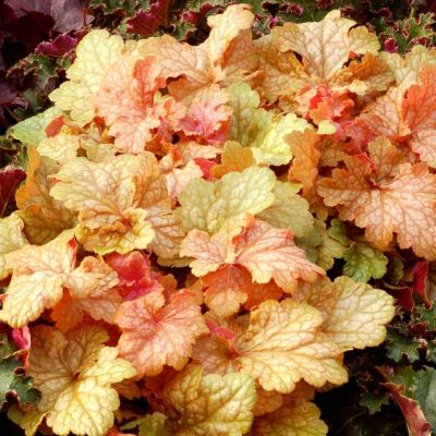 Гейхера Шампань Гейхера Шампань - Dolina-Sad.Ru