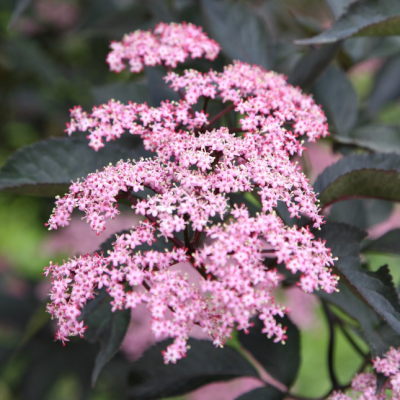 Бузина черная Корсар Бузина черная Корсар фото