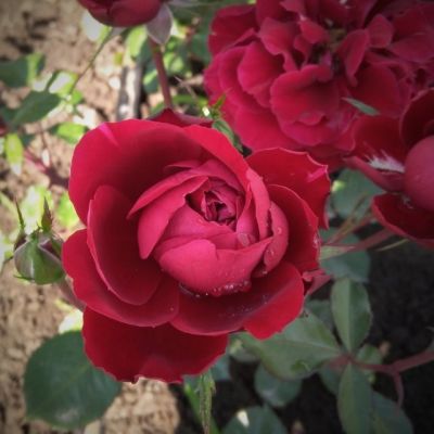 Роза Крайслер Империал Роза Крайслер Империал - Dolina-Sad.Ru