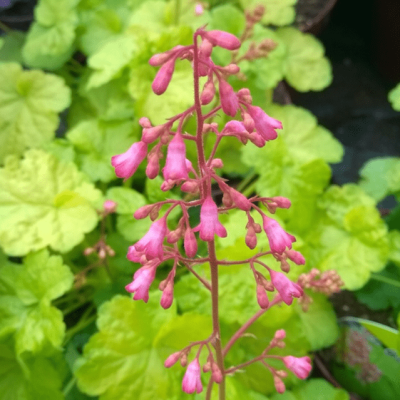 Гейхера Литтл Кьюти Свит Тарт , С1,5 Гейхера Литтл Кьюти Свит Тарт , С1,5 фото