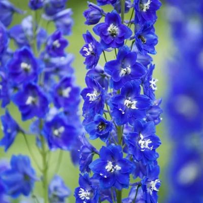 Дельфиниум Адабар Дельфиниум Адабар фото