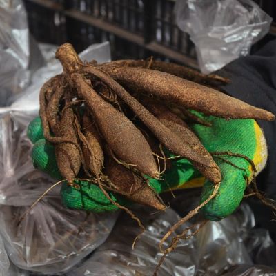 Георгина Пурпл Флейм Георгина Пурпл Флейм - Dolina-Sad.Ru