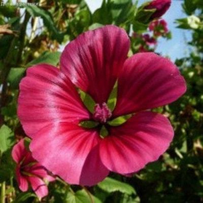 Малопа Пурпурея фото