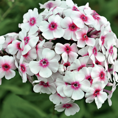 Флокс Ред Вайт фото