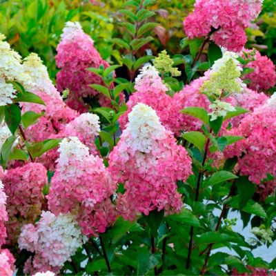Гортензия метельчатая Фрайз Мельба, С7,5 - Dolina-Sad.Ru