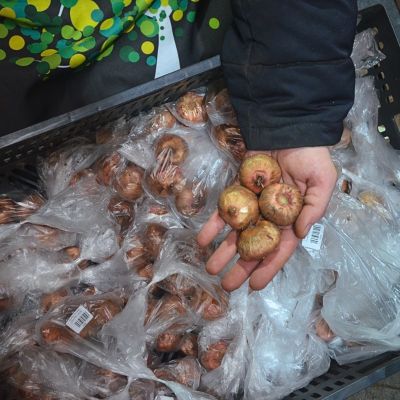 Гладиолус Блэк Сюрпрайз Гладиолус Блэк Сюрпрайз фото