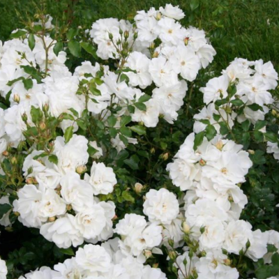 Роза Диамант фото