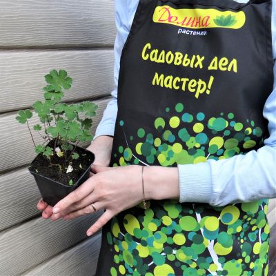 Герань Ренарда Герань Ренарда фото