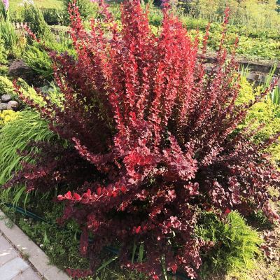 Барбарис Тунберга Оранж Санрайз фото