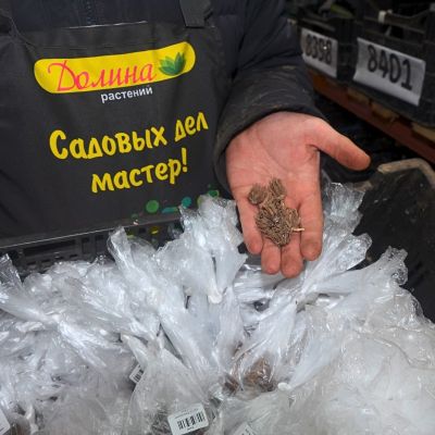 Ранункулюс Ред фото