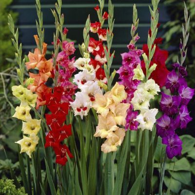 Гладиолус Баттерфляй Микс Колорс - Dolina-Sad.Ru