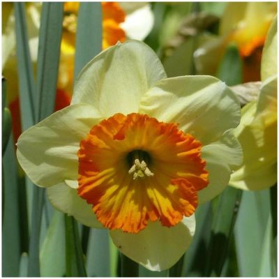 Нарцисс Берлин Нарцисс Берлин - Dolina-Sad.Ru