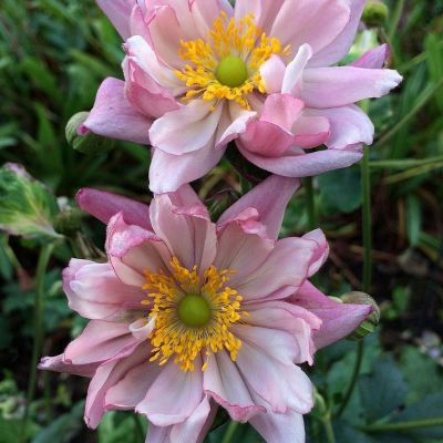 Анемона гибридная Леди Гилмор Анемона гибридная Леди Гилмор - Dolina-Sad.Ru