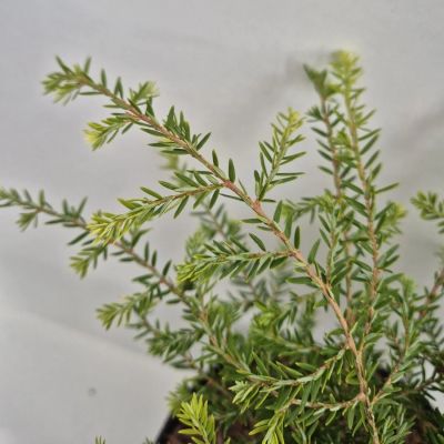 Тсуга канадская Литл Ниндзя Тсуга канадская Литл Ниндзя - Dolina-Sad.Ru