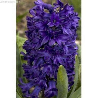 Гиацинт Питер Стивенсон Гиацинт Питер Стивенсон фото