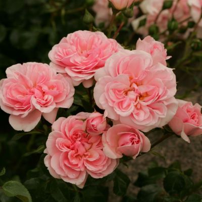 Роза Хоум-н-Гарден Роза Хоум-н-Гарден фото