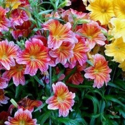 Сальпиглоссис Супербиссима Сальпиглоссис Супербиссима фото