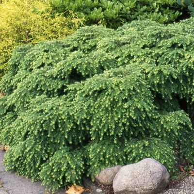 Тсуга канадская Джедделох Тсуга канадская Джедделох - Dolina-Sad.Ru